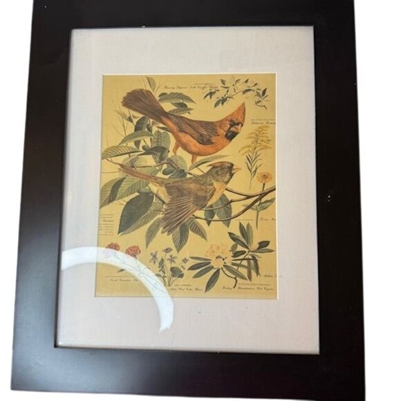 Framed Botanical Print Bird Illustration By Malden International Designs 11x14 D - Picture 1 of 7
